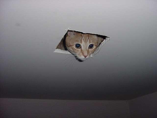 Cat Meme: Ceiling Cat