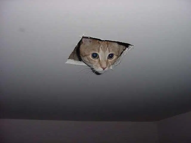 Cat Meme: Ceiling Cat