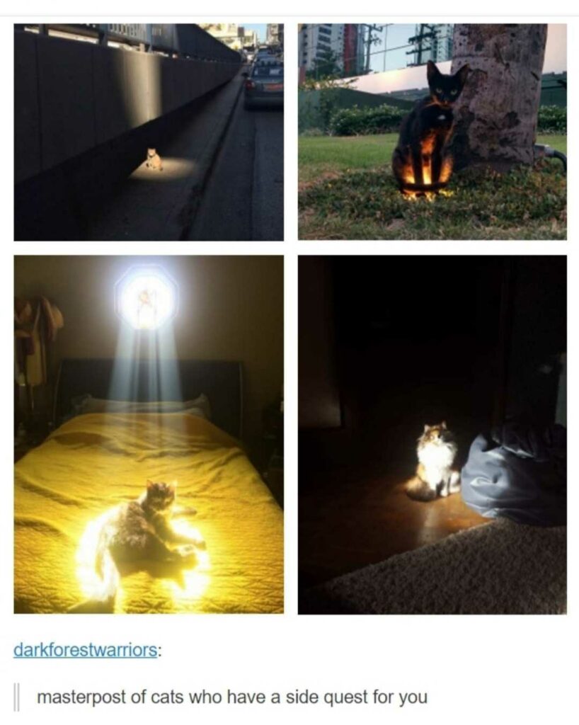 Cat Meme: Masterpost of cats who have a side quest for you.