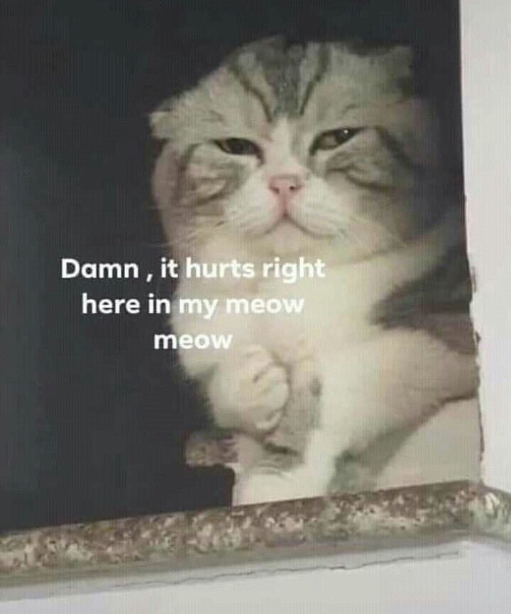 Cat Meme: Damn, it hurts right here in my meow meow.